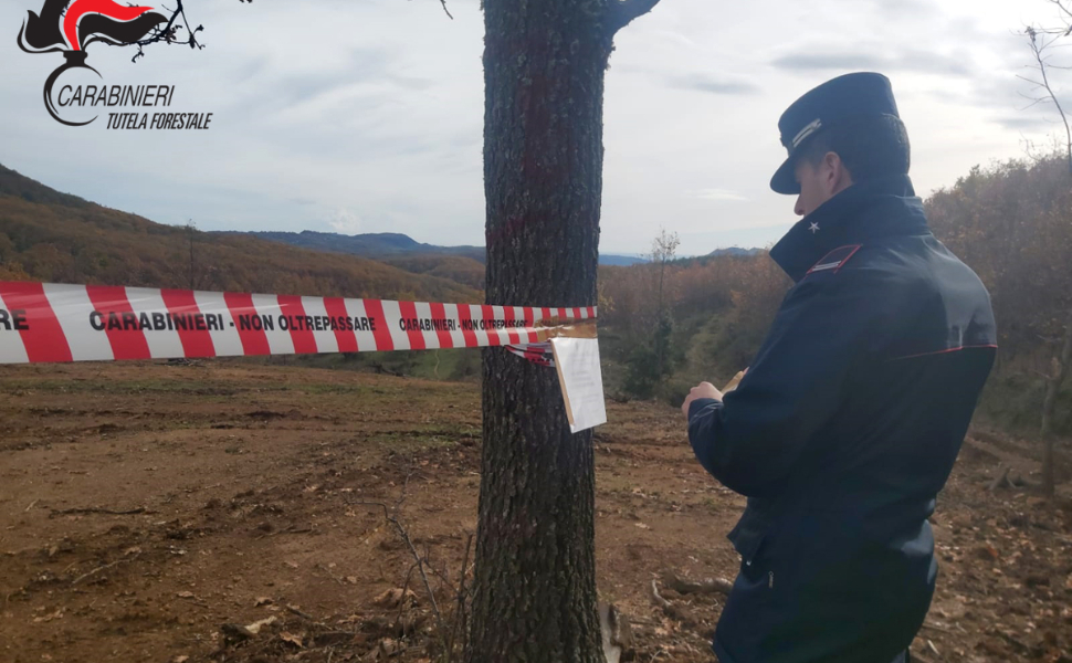 Taglio selvaggio e illegale su oltre 3mila metri quadri a Campana: blitz dei Forestali 51 Campana_taglio-abusivo