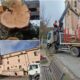 Cipressi secolari Arcavacata di Rende