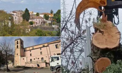 Cipressi secolari Arcavacata di Rende abbattuti