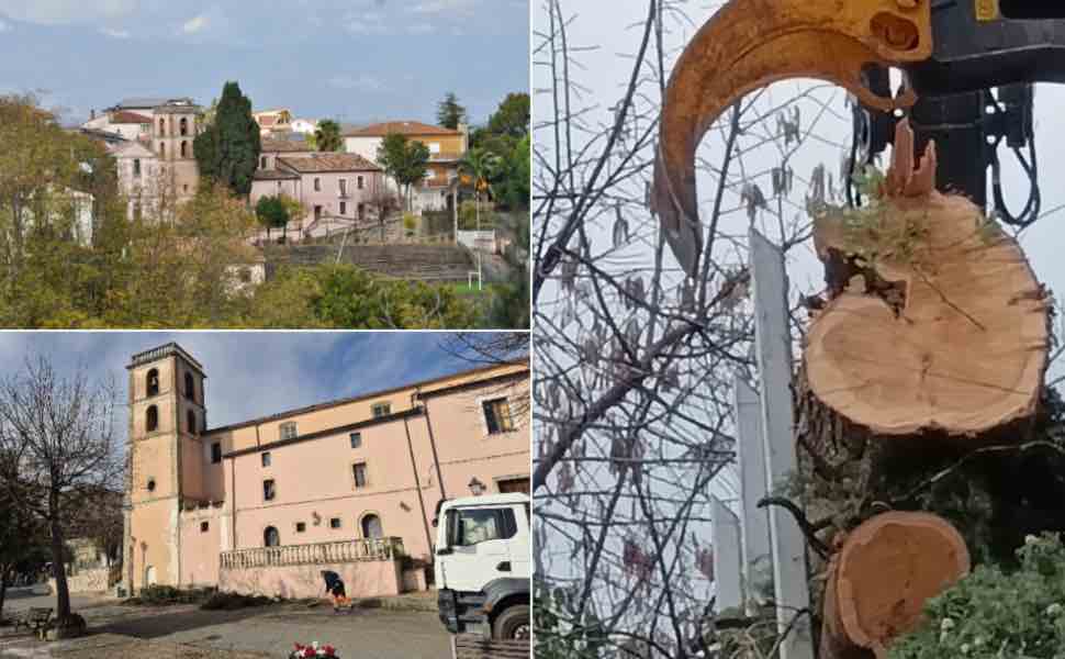 Cipressi secolari abbattuti ad Arcavacata, il Comitato non ci sta: "Abuso ai danni del paesaggio" 96 Cipressi secolari Arcavacata di Rende abbattuti