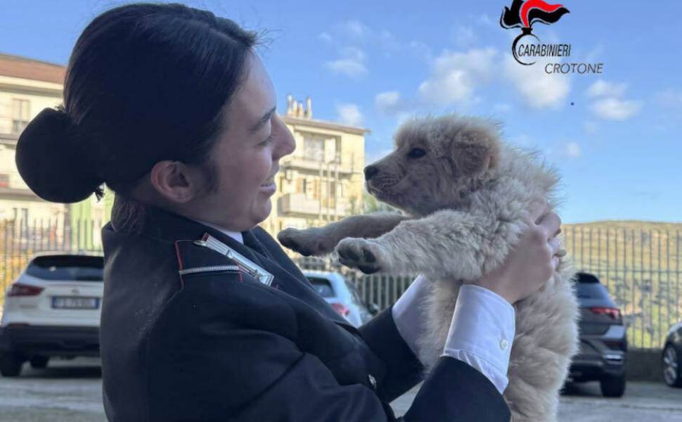 Fiamma cucciola salvata 01