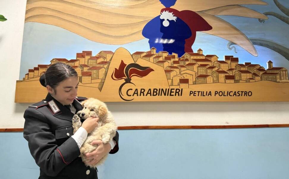 Fiamma, la cucciola salvata dal maresciallo fuori servizio. Un gesto che scalda il cuore 52 Fiamma cucciola salvata 01