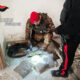 Africo sequestro droga marijuana