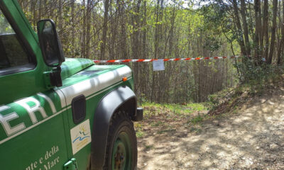 Tagli abusivi alberi carabinieri
