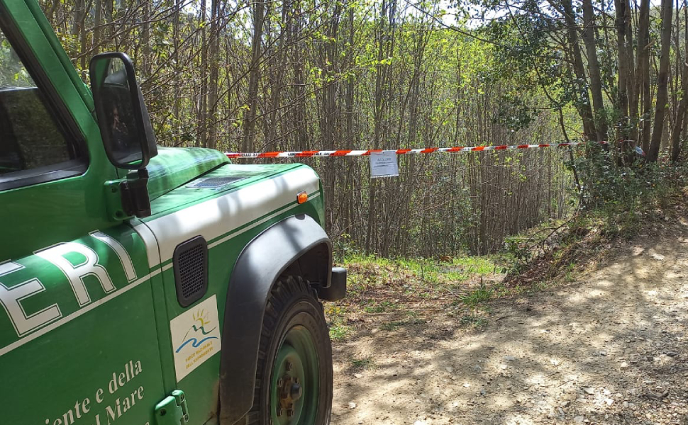 Tagli abusivi alberi carabinieri