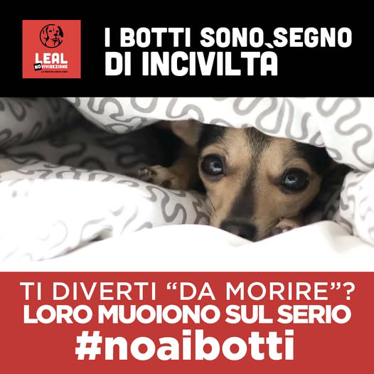 botti capodanno LEAL 02