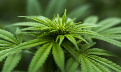 cannabis light