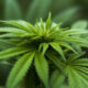 cannabis light