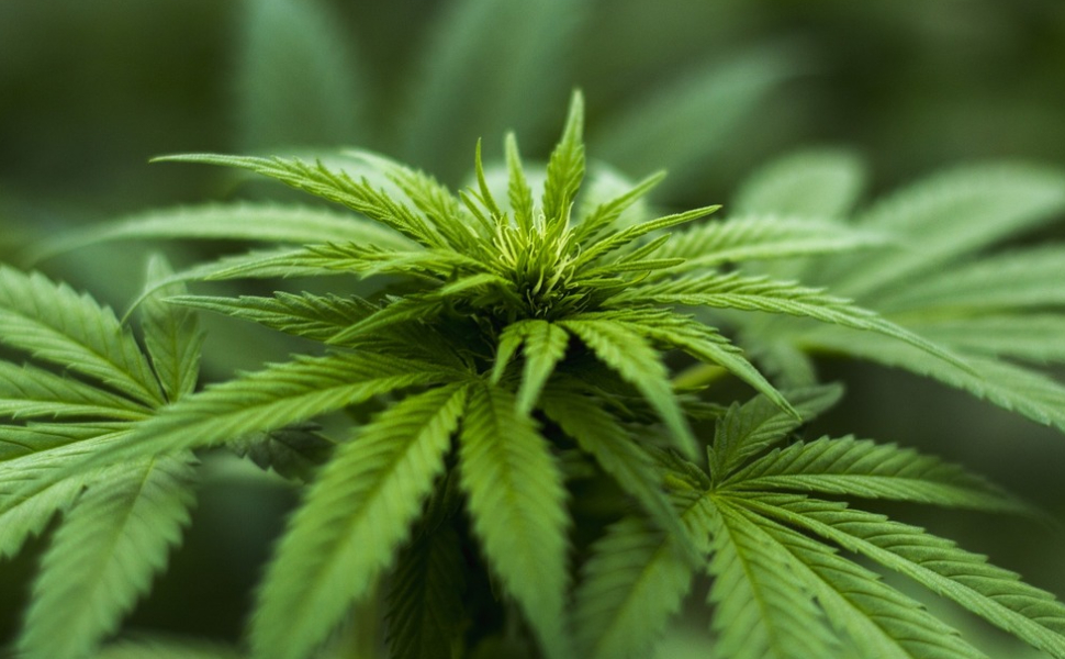 cannabis light