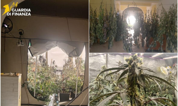 cetraro appartamento cannabis marijuana