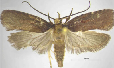 falena