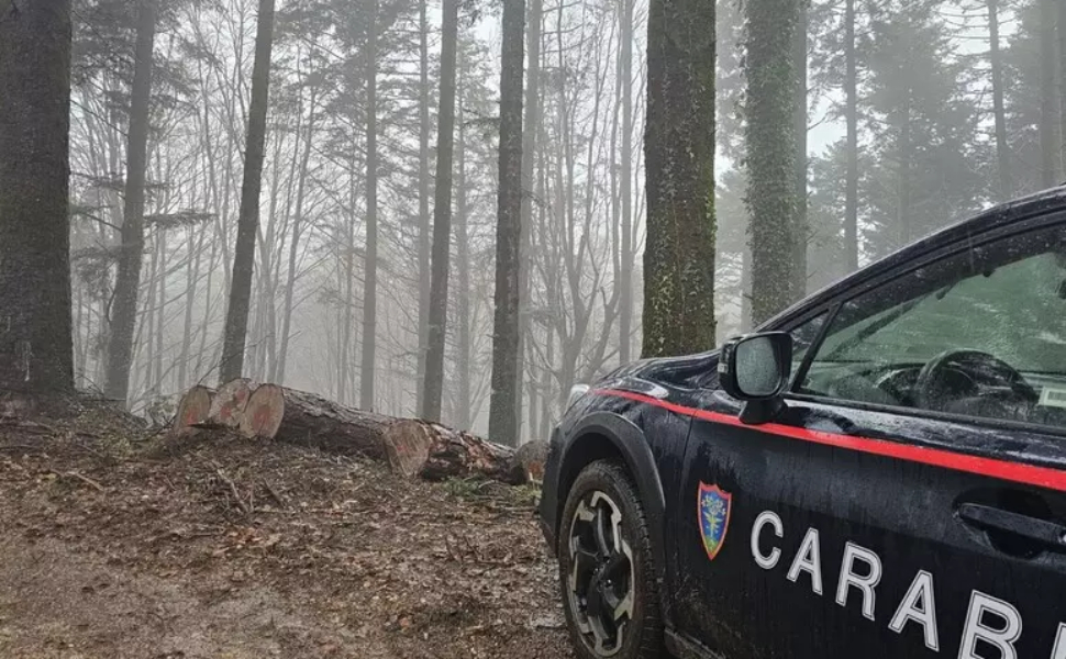 furto di legname carabinieri forestali