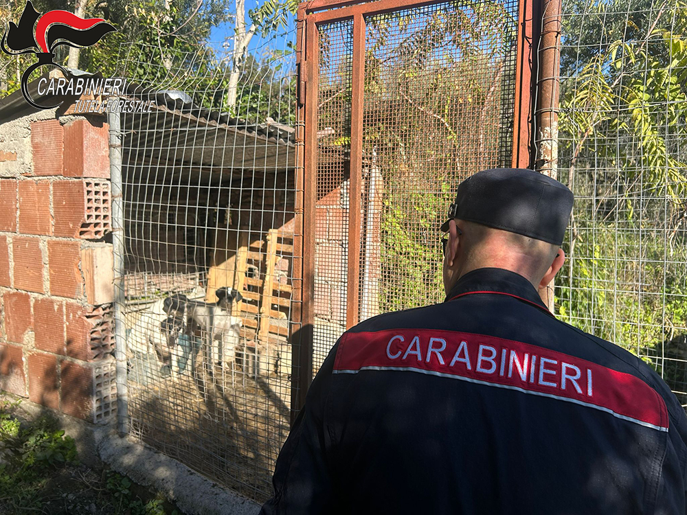 San Nicola Arcella: scoperti 23 cani rinchiusi in box abusivi sul torrente 52 sequestro-cani-scalea