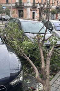 Giornata nera per Cosenza tra forte maltempo e crisi idrica: semaforo e alberi caduti in strada 56 613637167 1477458077272883 7570666380933207059 n