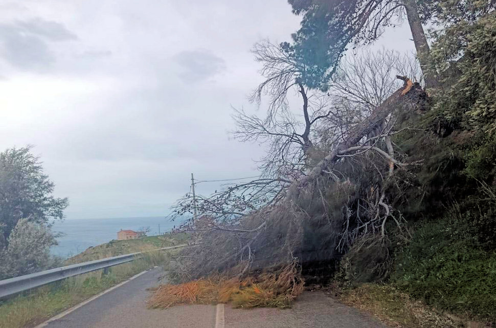 Tempesta di vento albero abbattuto