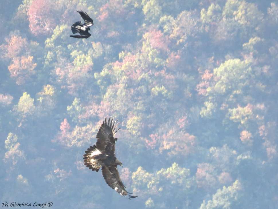 Speciale Sila de Gli Uccelli dItalia