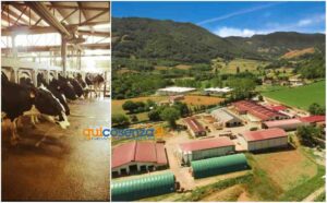 Cooperativa agricola Campotenese, 50 anni di zootecnia a 1000 metri e caso studio per EDF Italia 62 Campotenese 10