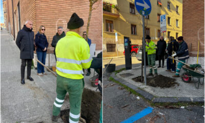 Cosenza_alberi_piantumazione