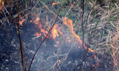 Fiamme sterpaglie incendi
