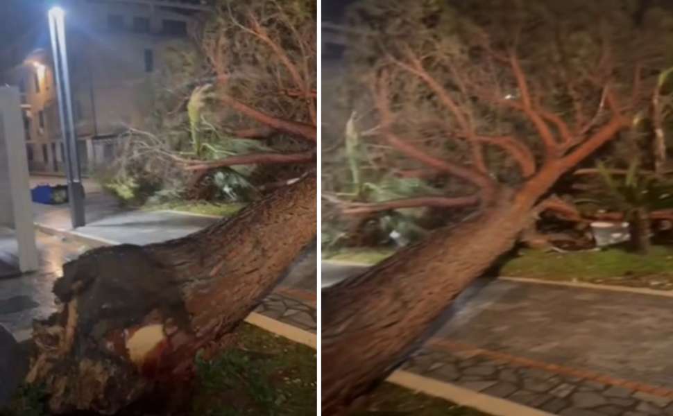 Maltempo Calabria Ciclone Harry - Alberi caduti Cetraro