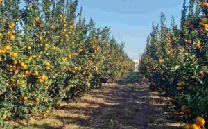 L'oro della Calabria è biologico: la strategia di Apofruit nel 2026 per battere la concorrenza 52 Mandarini Calabria frutta