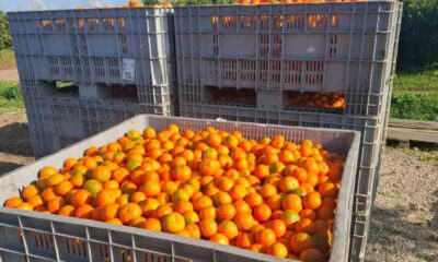 Mandarini frutta biologico Calabria