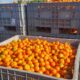 L'oro della Calabria è biologico: la strategia di Apofruit nel 2026 per battere la concorrenza 80 Mandarini frutta biologico Calabria