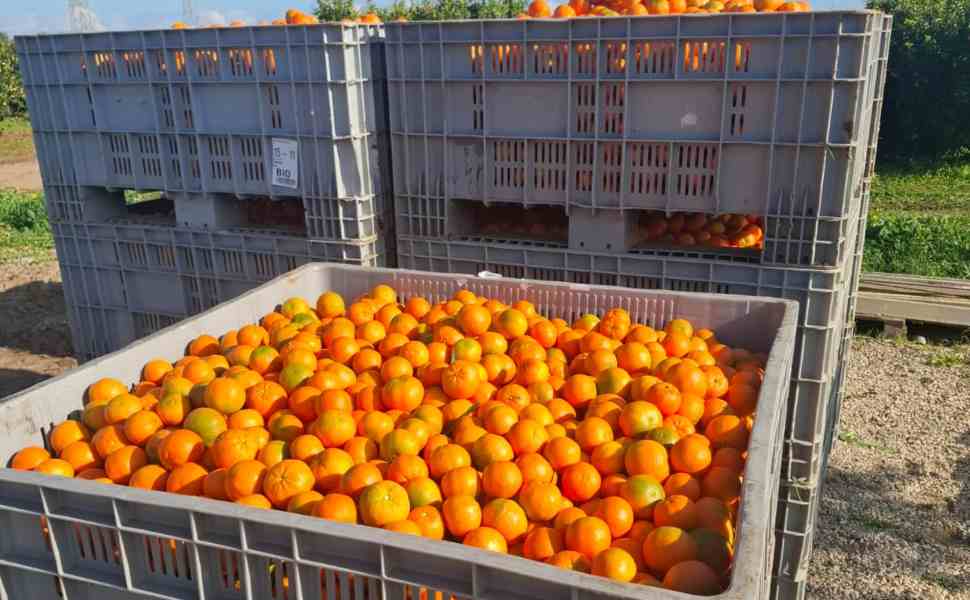 Mandarini frutta biologico Calabria
