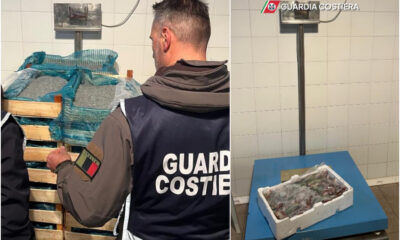 Novellama di Sarda sequestro bianchetto