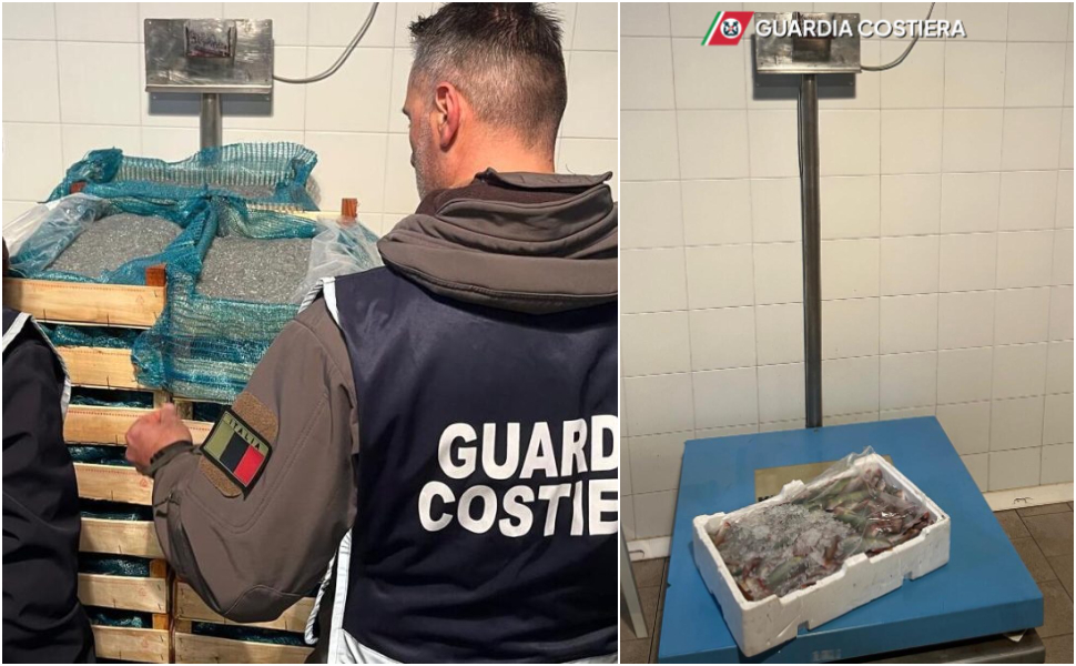 Novellama di Sarda sequestro bianchetto