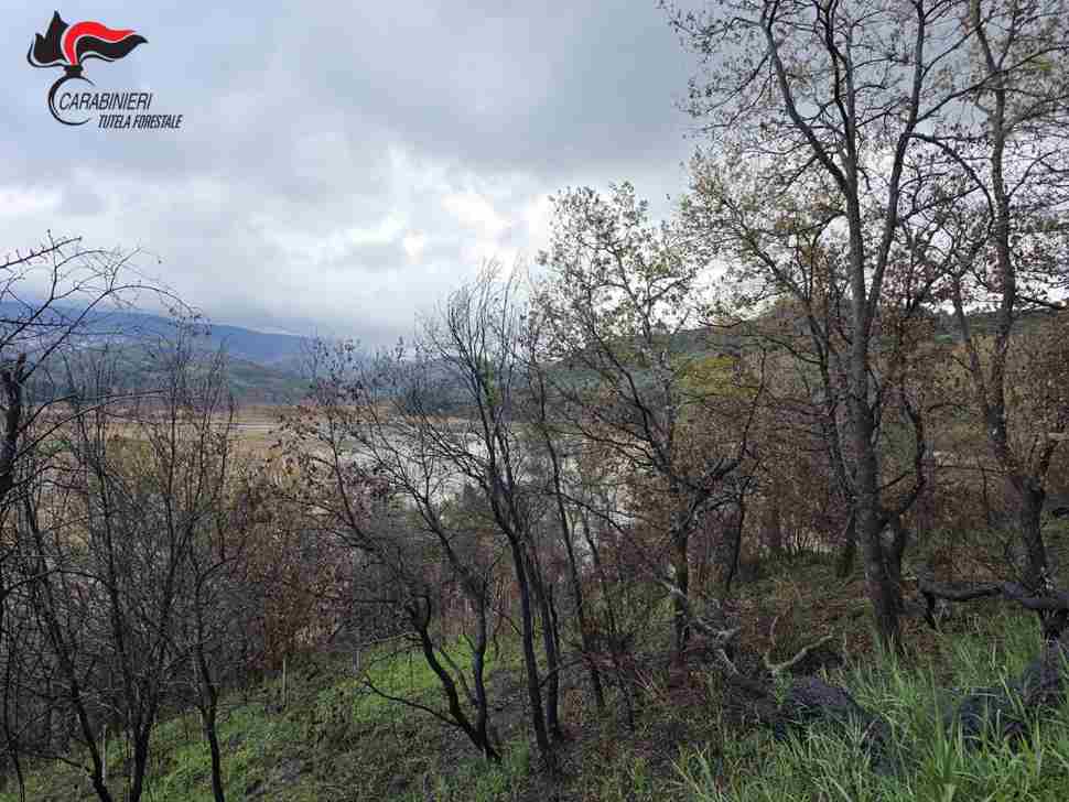 Sorpreso mentre pascolava su aree percorse da incendi. Sanzione di 4mila euro per il pastore 52 pascolava incendi