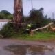 Maltempo in Calabria: 221 interventi dei Vigili del Fuoco, situazione in miglioramento 77 alberi caduti maltempo Vigili fuoco