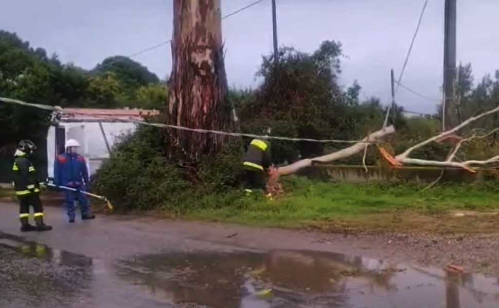alberi caduti maltempo Vigili fuoco