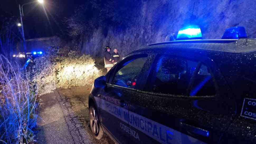 Paura a Cosenza: grosso albero crolla sulla strada vicino al Mariano Santo - VIDEO 52 caduta albero cosenza 1