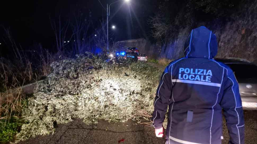 Paura a Cosenza: grosso albero crolla sulla strada vicino al Mariano Santo - VIDEO 53 caduta-albero-cosenza-2