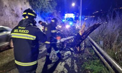 caduta_albero_cosenza