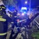 Paura a Cosenza: grosso albero crolla sulla strada vicino al Mariano Santo - VIDEO 65 caduta_albero_cosenza