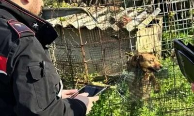 cani carabinieri chiaravalle