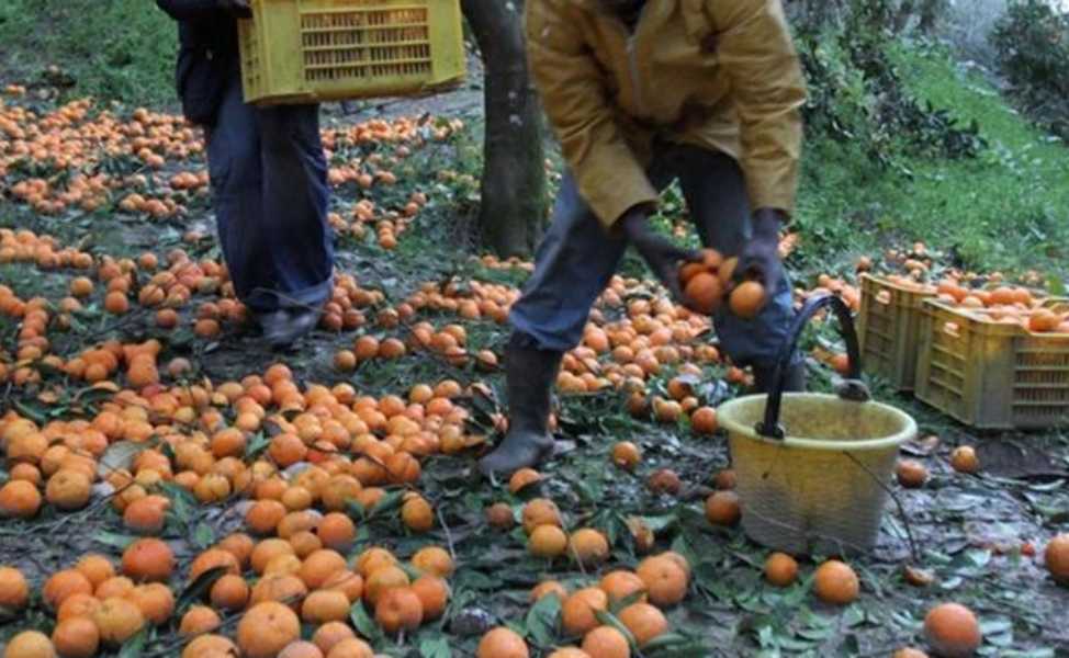 Caporalato: estorsioni, violenze, condizioni disumane e sfruttamento. Due arresti nel Cosentino 52 caporalato lavoro nero