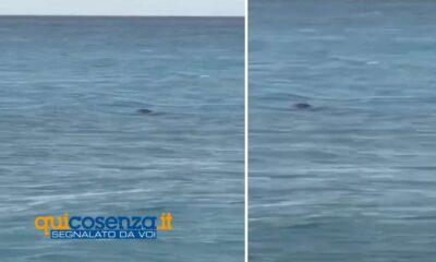 foca fiumefreddo