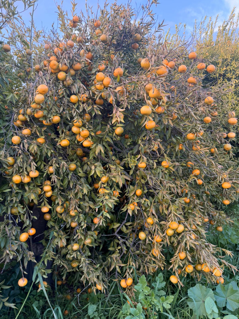 gelata sibaritide 02