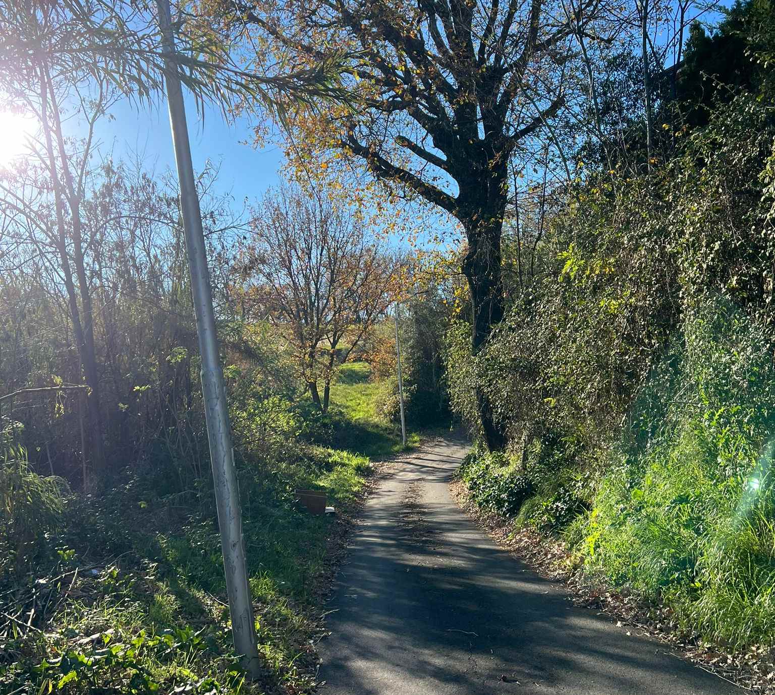 Sicurezza e verde pubblico a Rende: ordinanza per il taglio di alberi e siepi pericolanti, pulizia e strade 53 Sicurezza e verde pubblico a Rende