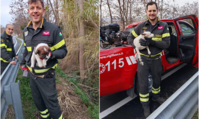 salvataggio-cosenza_cani_vigili-del-fuoco