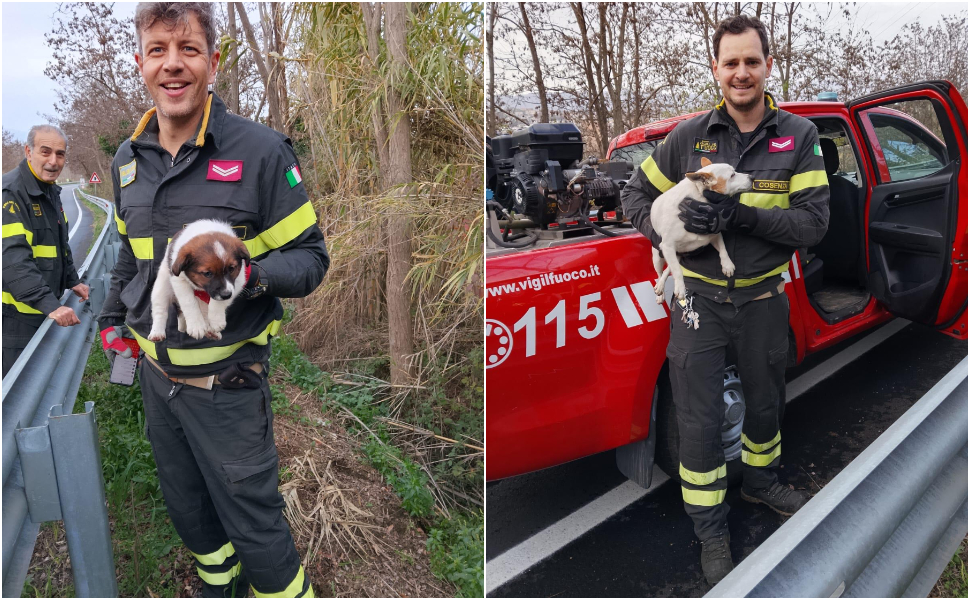 salvataggio-cosenza_cani_vigili-del-fuoco