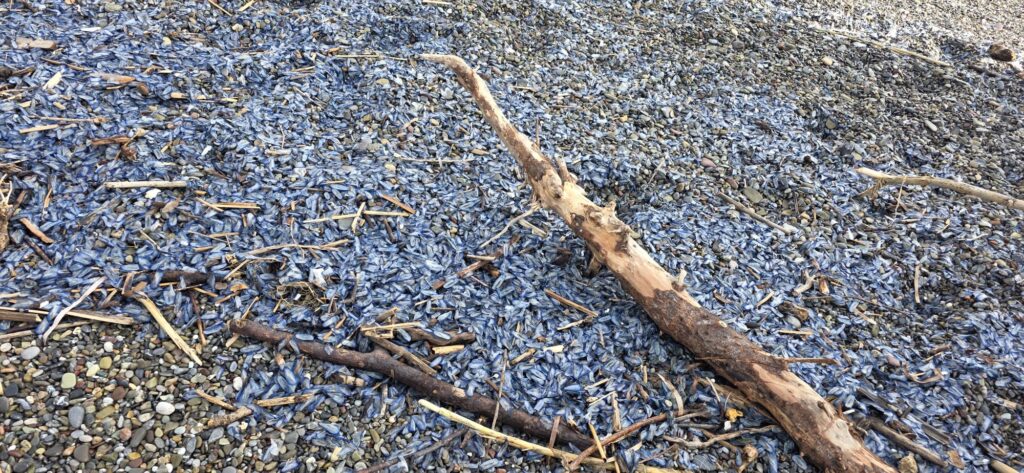 Dopo la furia delle onde, la poesia: lo spettacolo di Velella Velella sul Tirreno Cosentino 51 3567a483 2253 4f45 89e5 2b2e8d60dfe8