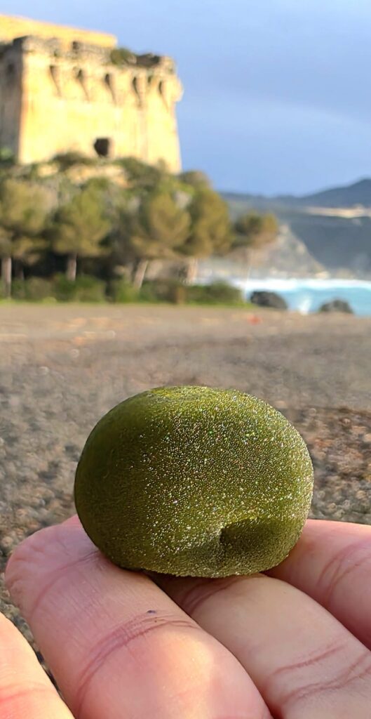 Dopo la furia delle onde, la poesia: lo spettacolo di Velella Velella sul Tirreno Cosentino 53 505b9b07 e759 4aa6 8a32 9fe1141b7e75