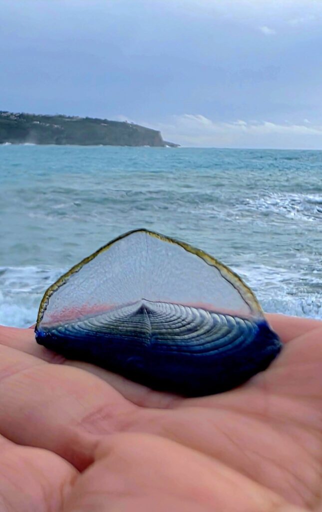 Dopo la furia delle onde, la poesia: lo spettacolo di Velella Velella sul Tirreno Cosentino 52 637861036 10234662789214826 1677030805651201699 n