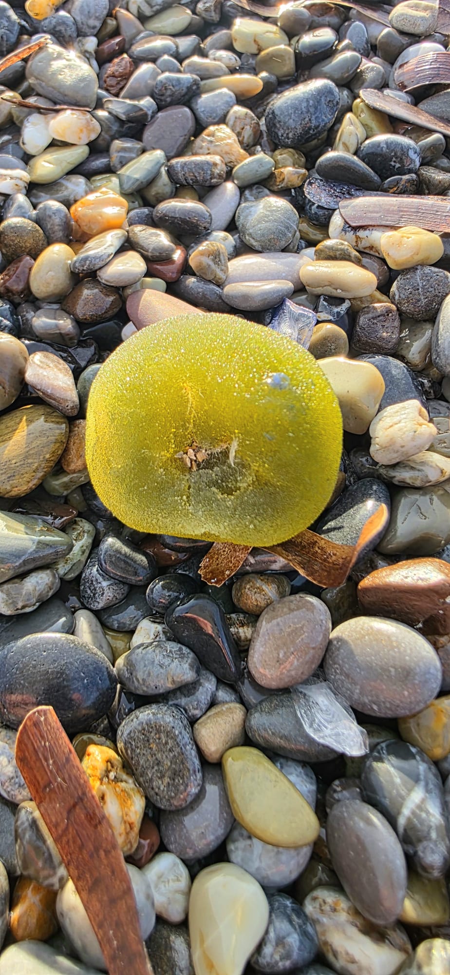 Dopo la furia delle onde, la poesia: lo spettacolo di Velella Velella sul Tirreno Cosentino 54 93eabfdf 54fa 4d8a 9ee7 544f1d8e719a