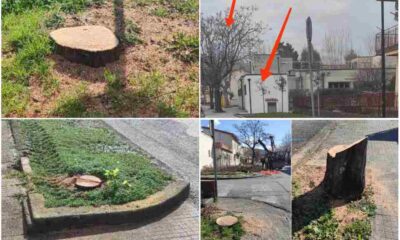 alberi abbatturi Praia a Mare