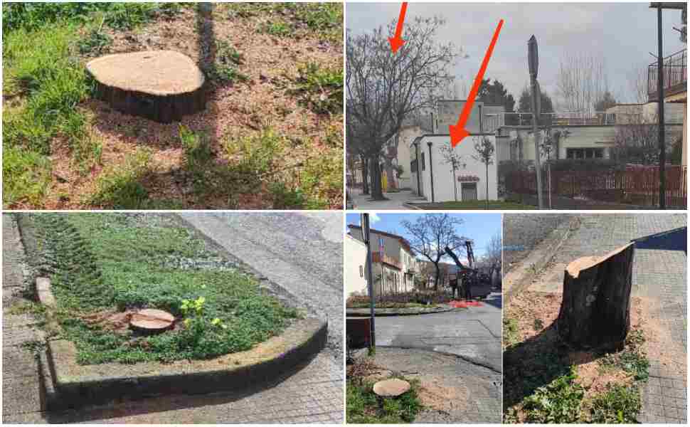 alberi abbatturi Praia a Mare